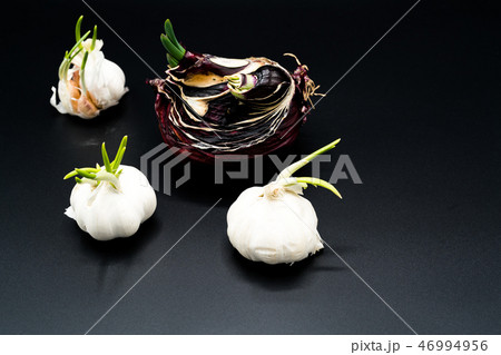sapling of garlic and onion Shallot growing sapling of garlic and onion Shallot growing 46994956
