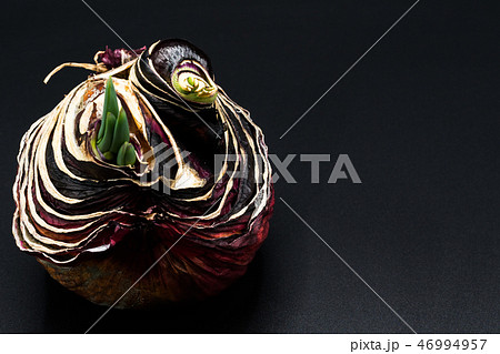 sapling of onion Shallot growing as New life 46994957