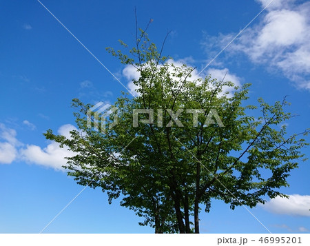 新緑　白樺と青空 46995201