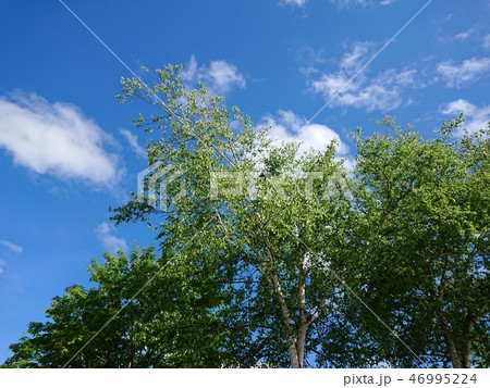 新緑　白樺と青空 46995224