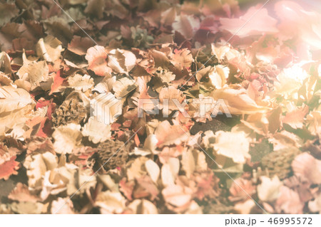 vintage backgrounds dry flower leaves on ground 46995572