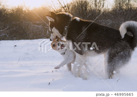 siberian husky and jack russell siberian husky and jack russell 46995665