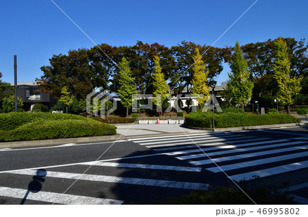東京都千代田区永田町の憲政記念館前の交差点と街路樹を撮影した写真 46995802
