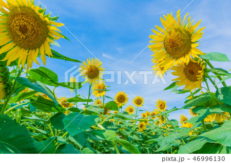 上野毛はにわの里公園のヒマワリ畑（群馬県高崎市） 46996130