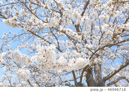 桜の花 46996718