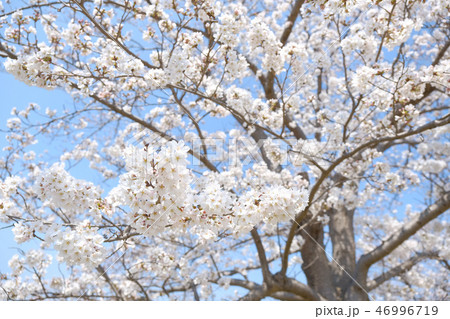 桜の花 桜の花 46996719
