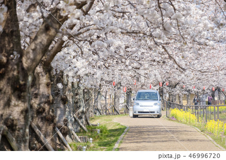 木津川市の桜並木道 木津川市の桜並木道 46996720