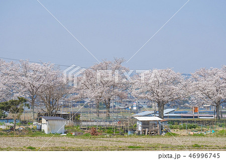 木津川市の桜並木道 木津川市の桜並木道 46996745