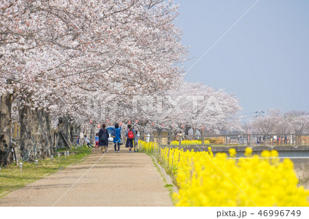 木津川市の桜並木道と菜の花 木津川市の桜並木道と菜の花 46996749