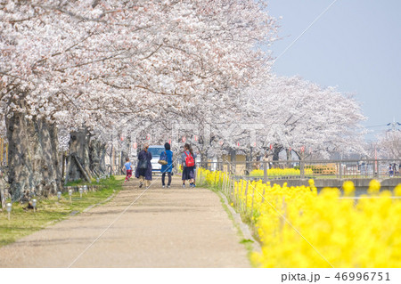 木津川市の桜並木道と菜の花 木津川市の桜並木道と菜の花 46996751