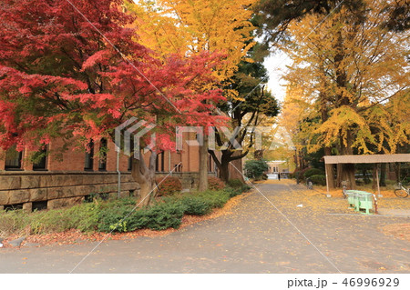 一橋大学の紅葉　　国立市 46996929