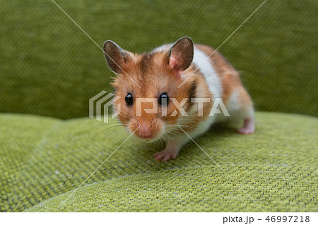 ゴールデンハムスター 46997218