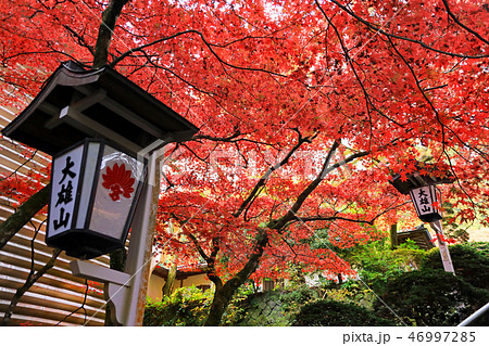 大雄山の紅葉02 大雄山の紅葉02 46997285