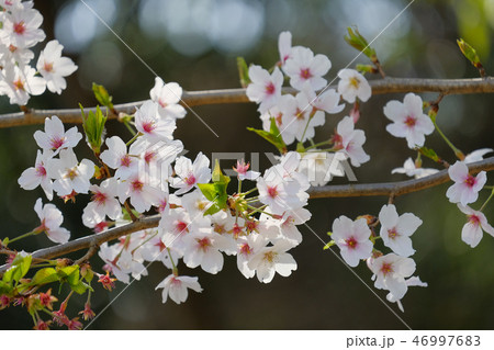 橿原神宮の桜 46997683