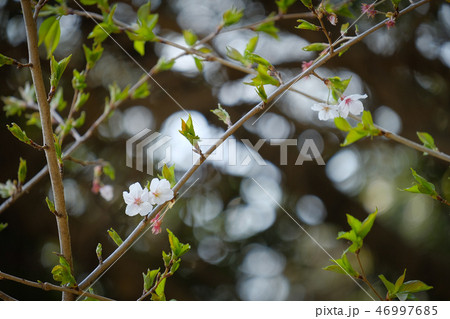 橿原神宮の桜 橿原神宮の桜 46997685