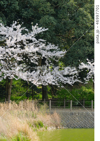 橿原神宮の桜 橿原神宮の桜 46997701