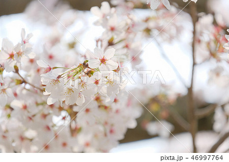 橿原神宮の桜 46997764