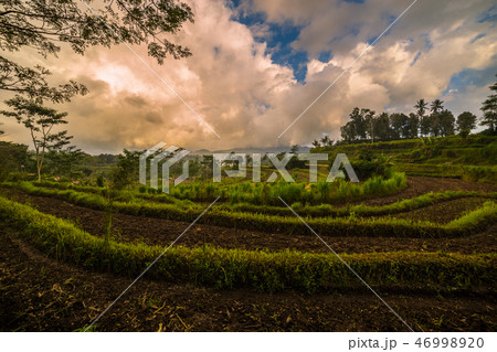 Rice terraces in mountains at sunrise, Bali, Indonesia 46998920
