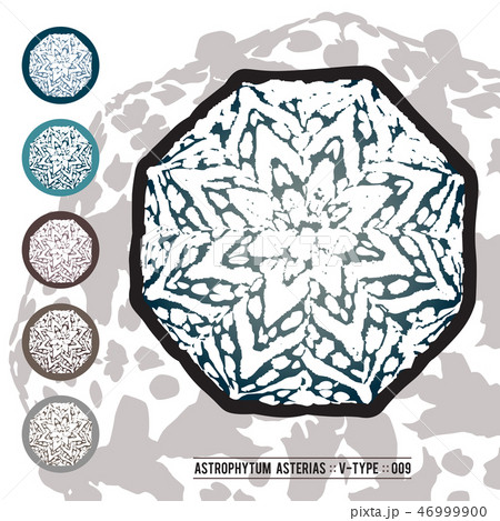 CACTUS08_Astrophytum Asterias 009 CACTUS08_Astrophytum Asterias 009 46999900