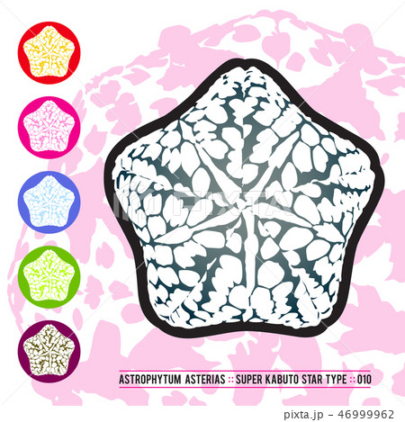 CACTUS08_Astrophytum Asterias 010 46999962