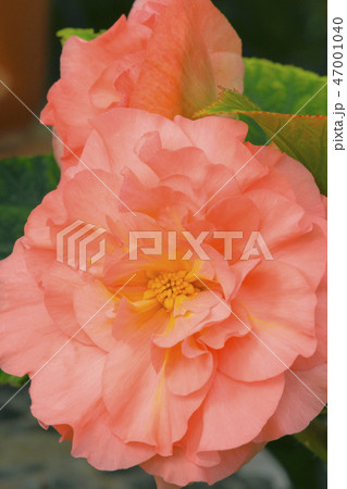 ベゴニア 47001040