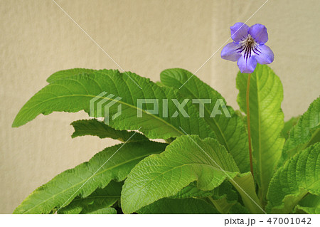 ストレプトカーパス 47001042