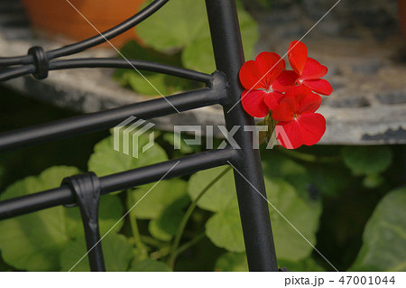 ゼラニウム 47001044