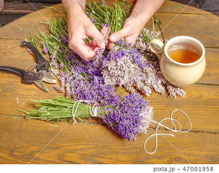 Aroma designer. Girl prepare harvested lavander Aroma designer. Girl prepare harvested lavander 47001958