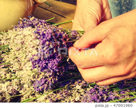 Girl prepare medicinal herbs for bedrooms Girl prepare medicinal herbs for bedrooms 47001960