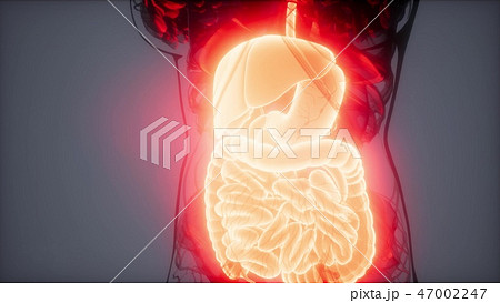 3d illustration of human digestive system 3d illustration of human digestive system 47002247