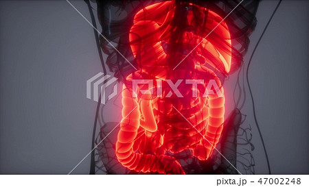 3d illustration of human digestive system  47002248