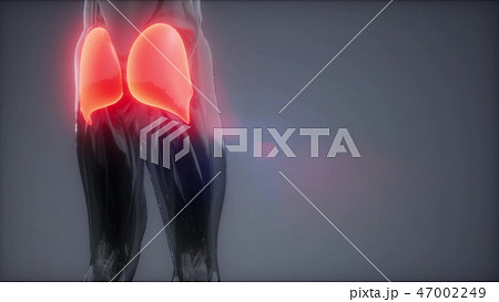 gluteus maximus - leg muscles anatomy animation gluteus maximus - leg muscles anatomy animation 47002249