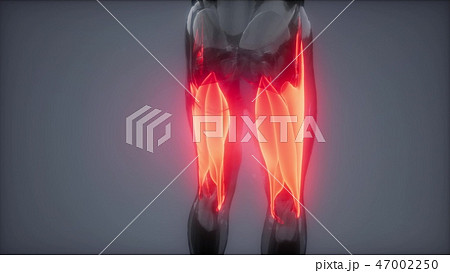 thigh muscles - Visible muscle anatomy map 47002250