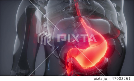 Human Stomach Radiology Exam 47002261
