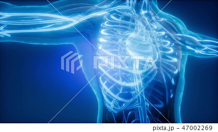 Blood Vessels of Human Body Blood Vessels of Human Body 47002269