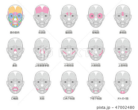 顔の筋肉 名称入り まとめのイラスト素材