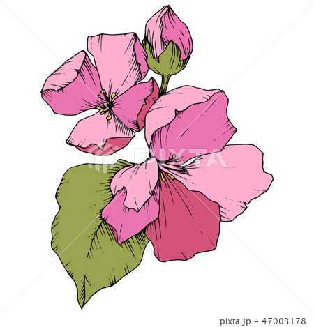 Vector Apple blossom floral botanical flower. Pink and green engraved ink art. Isolated flowers 47003178
