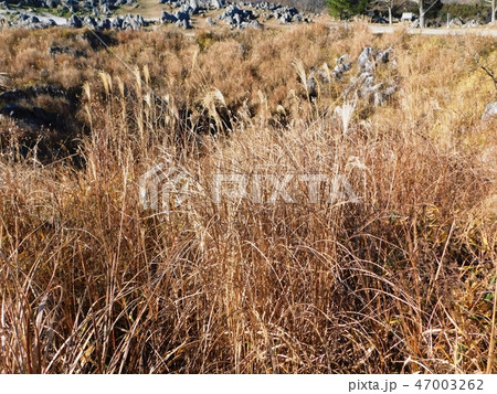 枯草に覆われた秋吉台のウバーレ 47003262