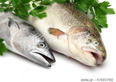 Fresh Bonito and Salmon among parsley leaves 47003760