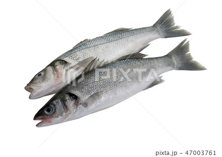 Two Bass fishes on white background Two Bass fishes on white background 47003761