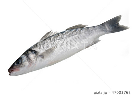 Bass fish on white background Bass fish on white background 47003762