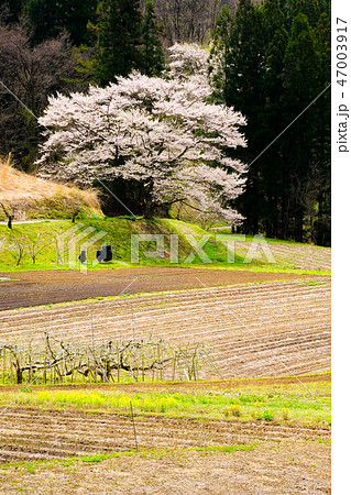 農村の一本桜 農村の一本桜 47003917