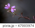 Heath Milkwort, Polygala serpyllifolia. 47003974