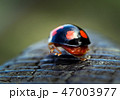 Harlequin ladybird walking away. 47003977