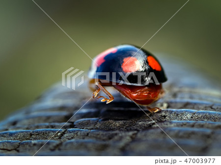 Harlequin ladybird walking away. 47003977