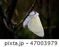 Fresh Female White Satin Moth Emergent. 47003979