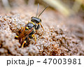 Field Digger Wasp. Mellinus arvensis, Wasp 2 47003981