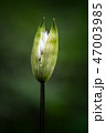 Wild Garlic or Ransom Allium ursinun. 47003985