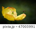 Welsh Poppy, Meconopsis cambrica in woodland. 47003991