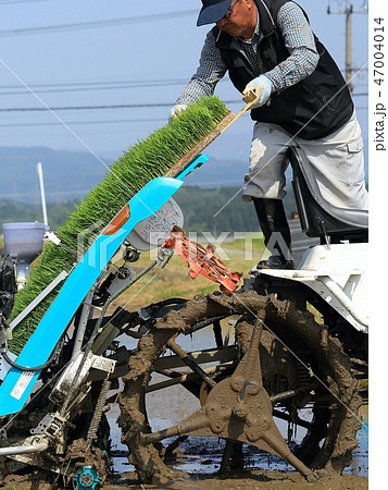 田植え機で田植えをする男性 イメージ 田植え機で田植えをする男性 イメージ 47004014